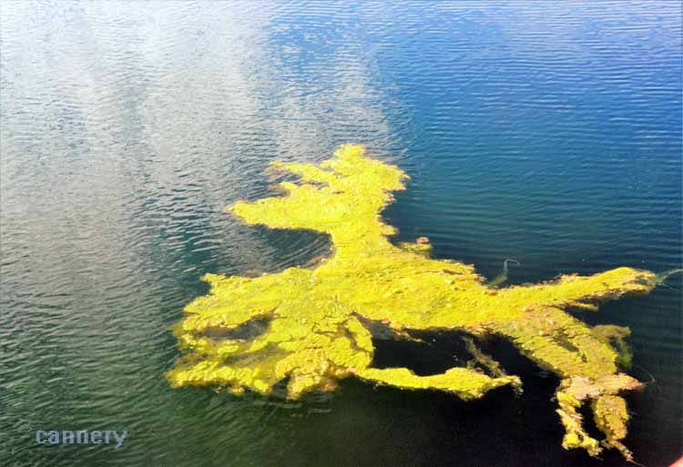 algae on water